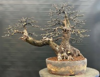 bonsai pot 106