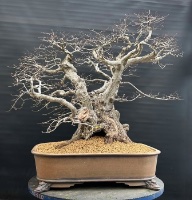 bonsai pot 107