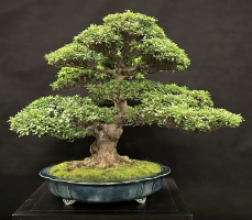 bonsai pot 108