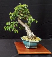 bonsai pot 109