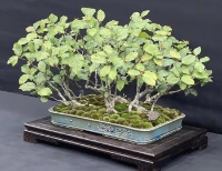 bonsai pot 110