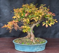 bonsai pot 111