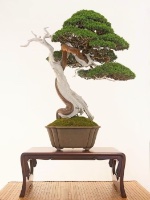 bonsai pot 112
