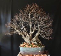 bonsai pot 113