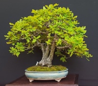 bonsai pot 114