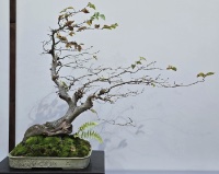 bonsai pot 115